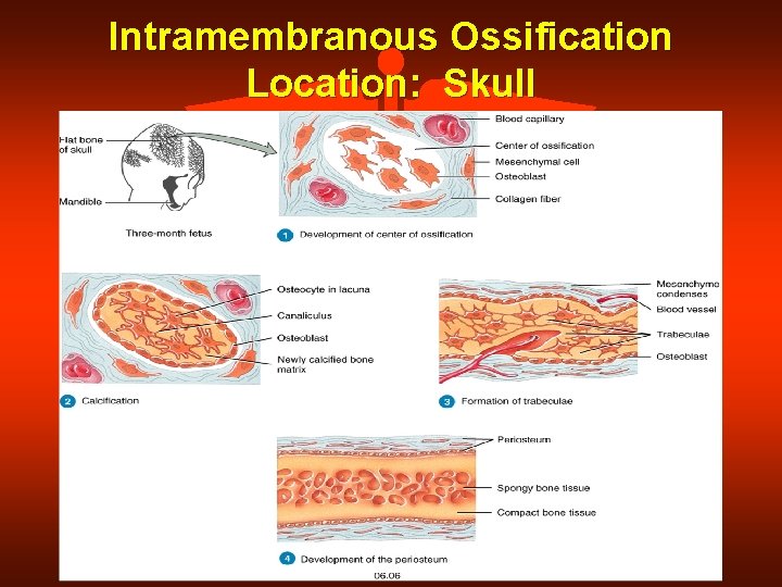 Intramembranous Ossification Location: Skull 