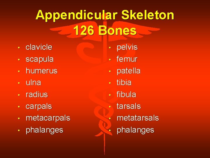 Appendicular Skeleton 126 Bones • • clavicle scapula humerus ulna radius carpals metacarpals phalanges