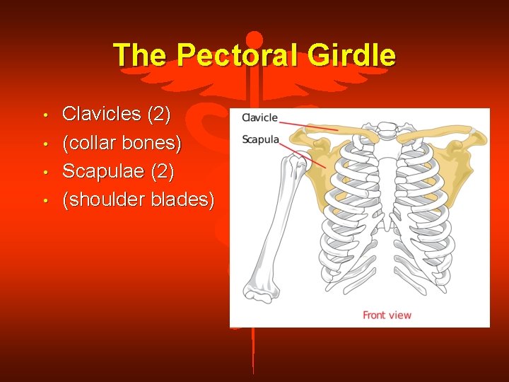 The Pectoral Girdle • • Clavicles (2) (collar bones) Scapulae (2) (shoulder blades) 