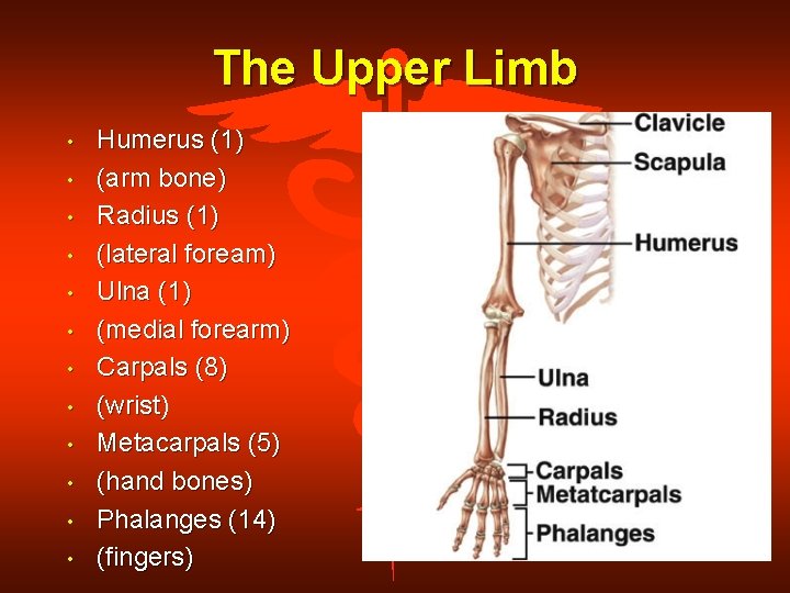 The Upper Limb • • • Humerus (1) (arm bone) Radius (1) (lateral foream)