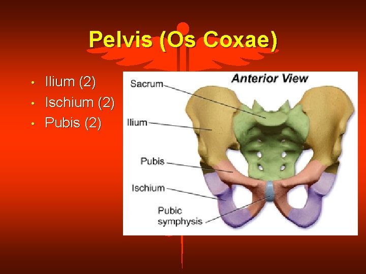 Pelvis (Os Coxae) • • • Ilium (2) Ischium (2) Pubis (2) 