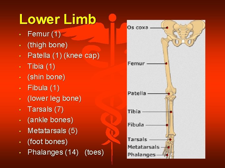 Lower Limb • • • Femur (1) (thigh bone) Patella (1) (knee cap) Tibia