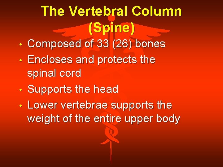 The Vertebral Column (Spine) • • Composed of 33 (26) bones Encloses and protects