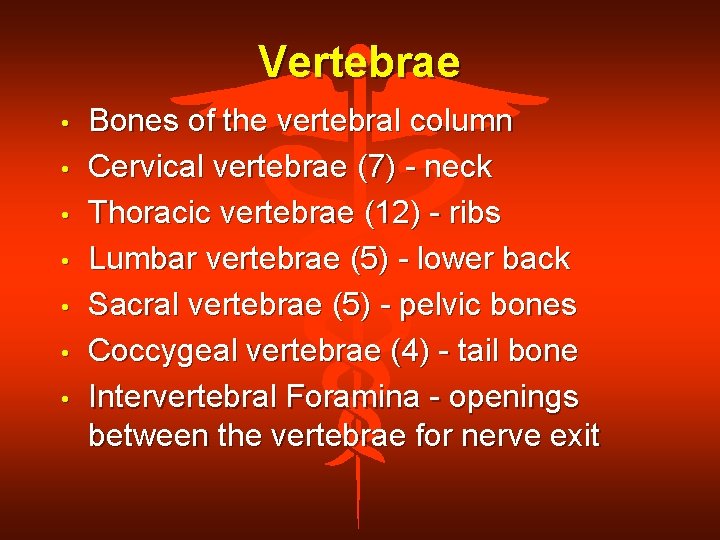 Vertebrae • • Bones of the vertebral column Cervical vertebrae (7) - neck Thoracic
