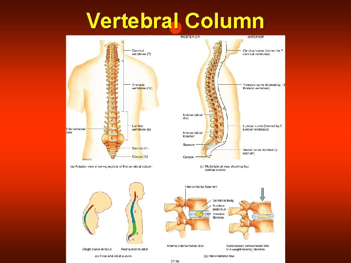 Vertebral Column 