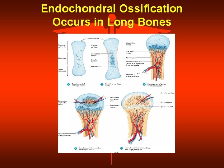 Endochondral Ossification Occurs in Long Bones 