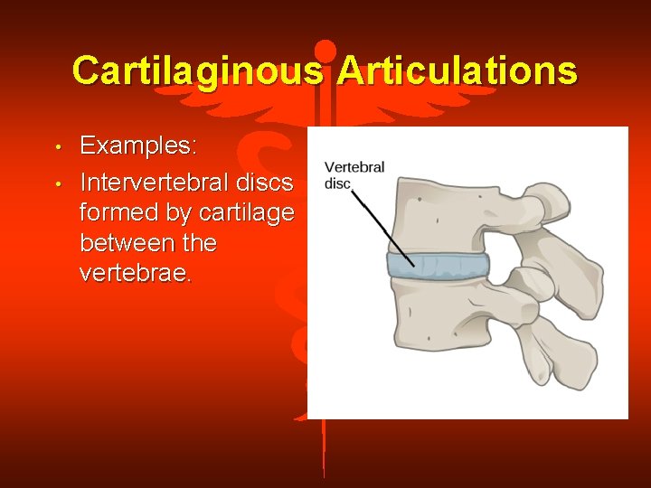 Cartilaginous Articulations • • Examples: Intervertebral discs formed by cartilage between the vertebrae. 
