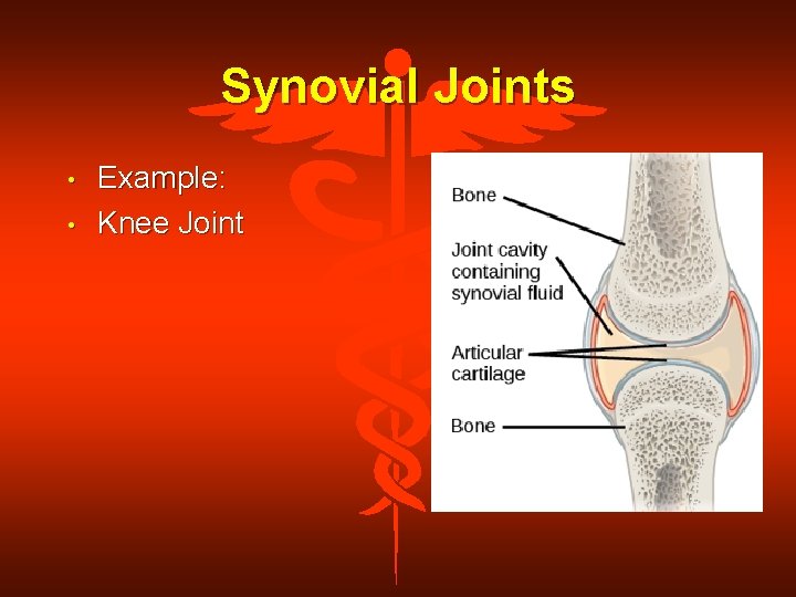 Synovial Joints • • Example: Knee Joint 
