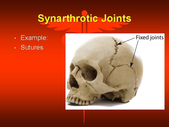 Synarthrotic Joints • • Example: Sutures 