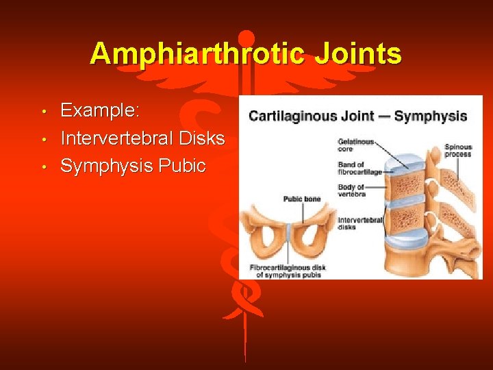 Amphiarthrotic Joints • • • Example: Intervertebral Disks Symphysis Pubic 