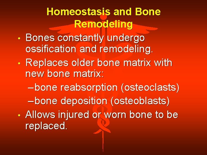  • • • Homeostasis and Bone Remodeling Bones constantly undergo ossification and remodeling.