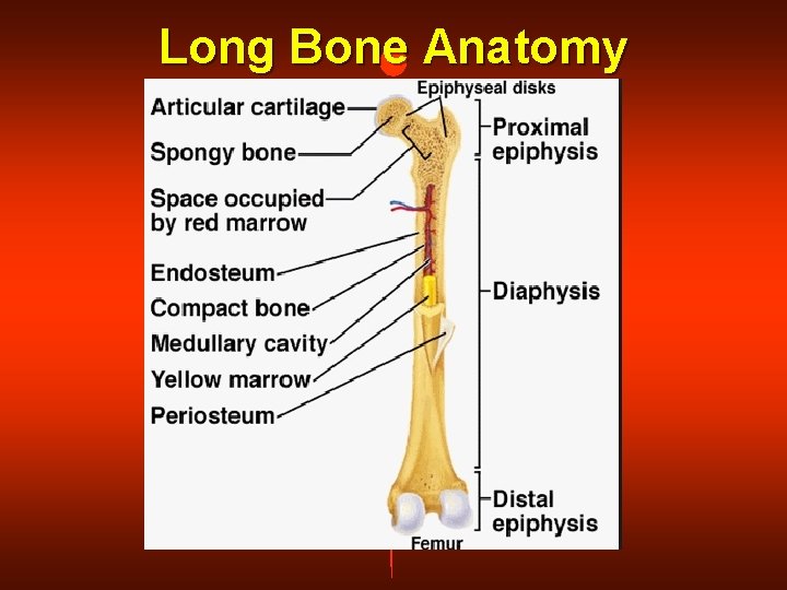 Long Bone Anatomy 