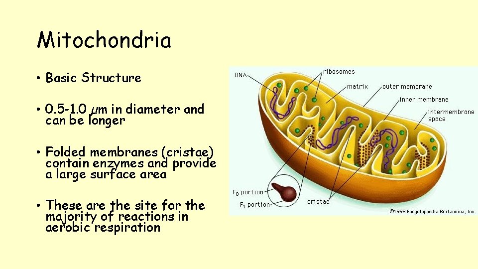 Mitochondria • Basic Structure • 0. 5 -1. 0 µm in diameter and can