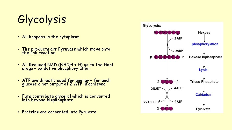 Glycolysis • All happens in the cytoplasm • The products are Pyruvate which move