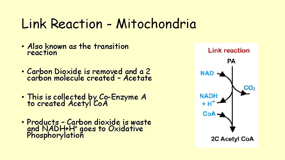 Link Reaction - Mitochondria • Also known as the transition reaction • Carbon Dioxide