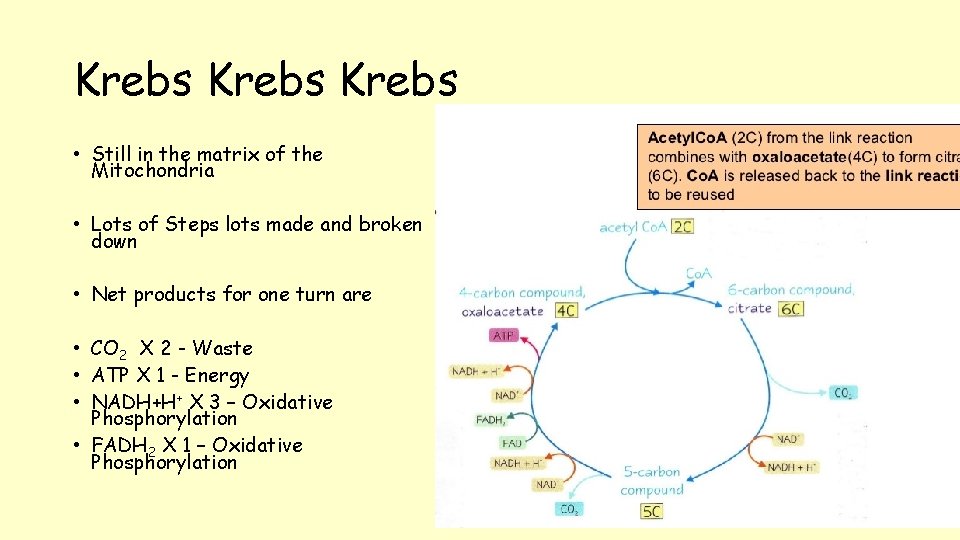 Krebs • Still in the matrix of the Mitochondria • Lots of Steps lots