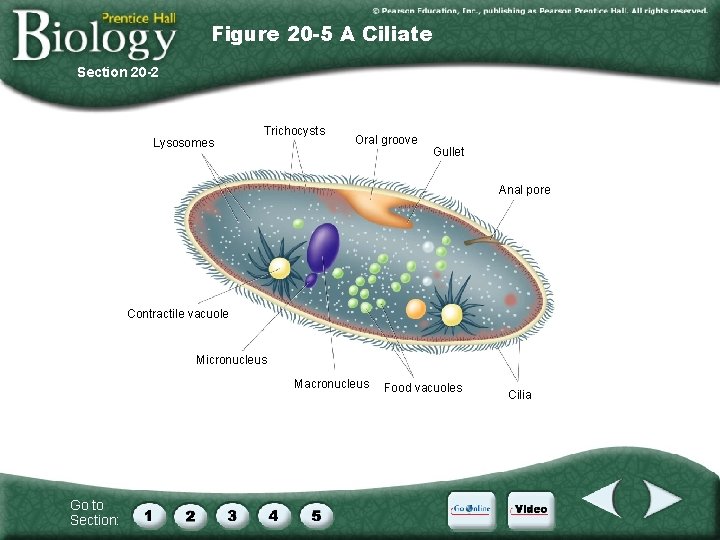 Figure 20 -5 A Ciliate Section 20 -2 Lysosomes Trichocysts Oral groove Gullet Anal