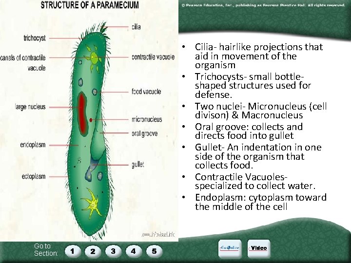  • Cilia- hairlike projections that aid in movement of the organism • Trichocysts-