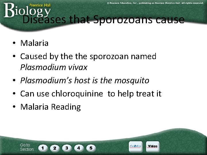 Diseases that Sporozoans cause • Malaria • Caused by the sporozoan named Plasmodium vivax