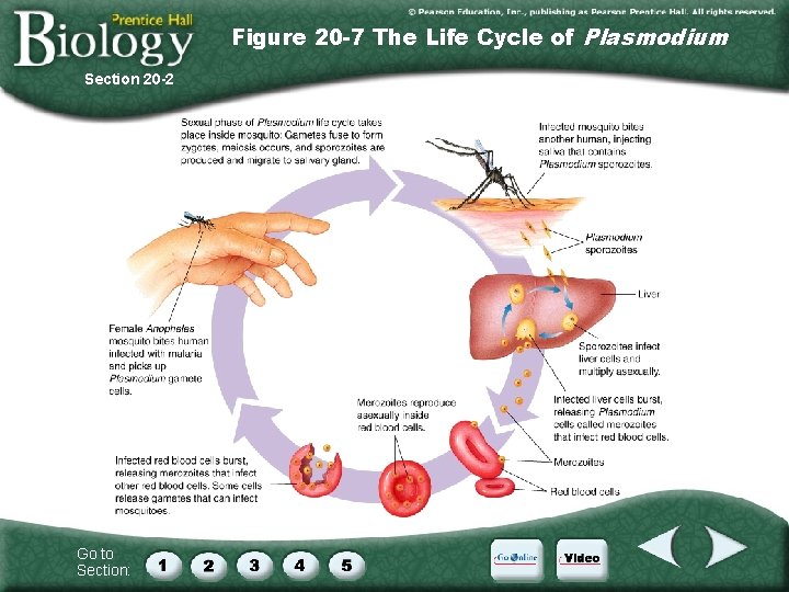 Figure 20 -7 The Life Cycle of Plasmodium Section 20 -2 Go to Section: