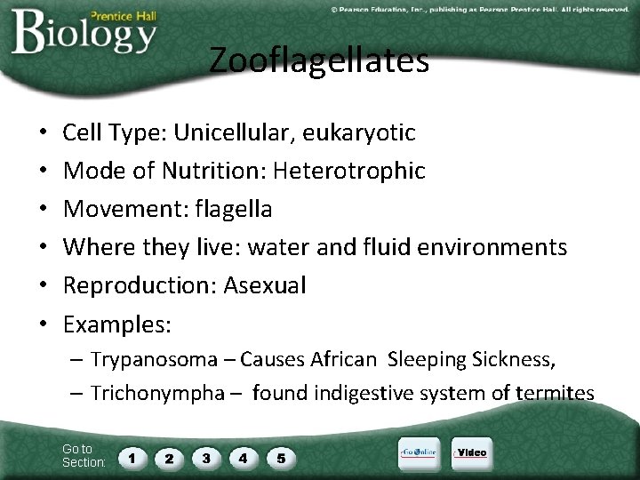 Zooflagellates • • • Cell Type: Unicellular, eukaryotic Mode of Nutrition: Heterotrophic Movement: flagella