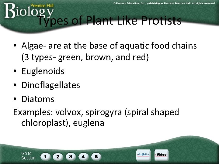 Types of Plant Like Protists • Algae- are at the base of aquatic food