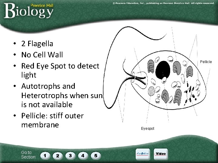  • 2 Flagella • No Cell Wall • Red Eye Spot to detect