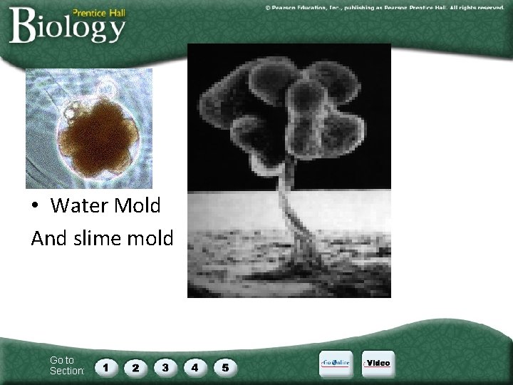  • Water Mold And slime mold Go to Section: 