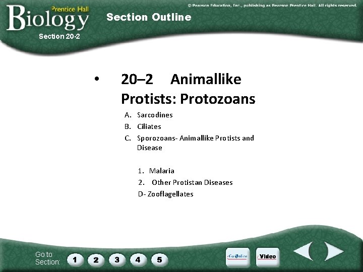 Section Outline Section 20 -2 • 20– 2 Animallike Protists: Protozoans A. Sarcodines B.