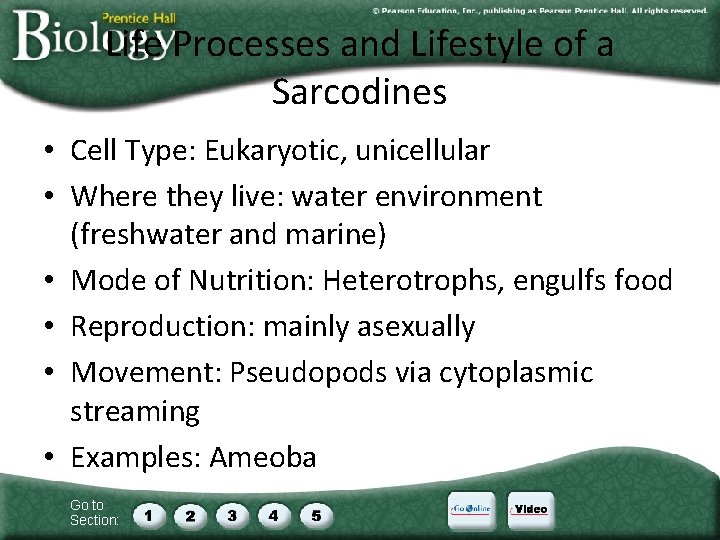 Life Processes and Lifestyle of a Sarcodines • Cell Type: Eukaryotic, unicellular • Where