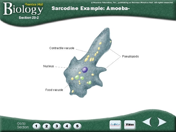 Sarcodine Example: Amoeba. Section 20 -2 Contractile vacuole Pseudopods Nucleus Food vacuole Go to