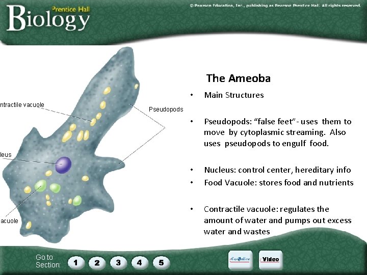 The Ameoba ontractile vacuole • Main Structures • Pseudopods: “false feet”- uses them to