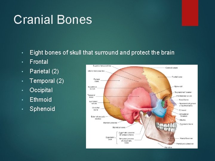 Cranial Bones • Eight bones of skull that surround and protect the brain •