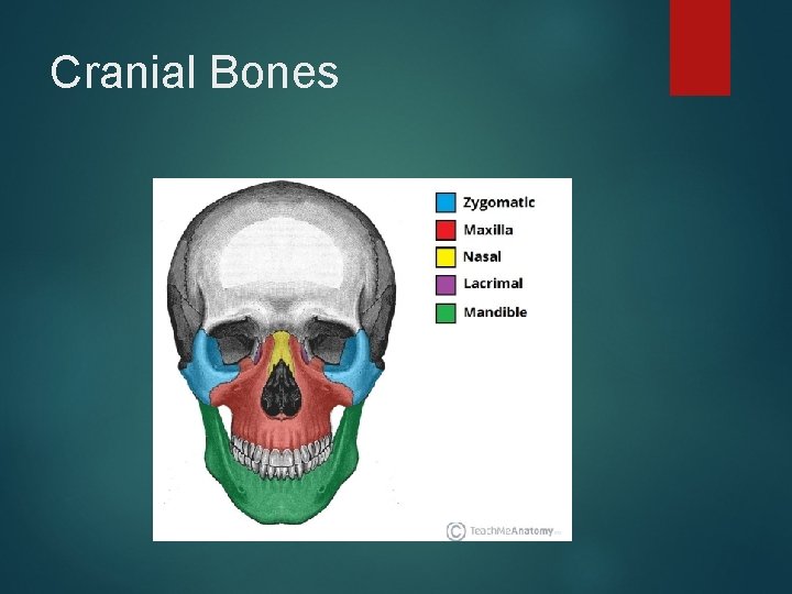 Cranial Bones 