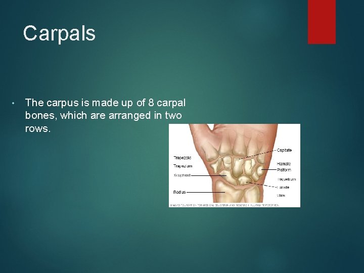 Carpals • The carpus is made up of 8 carpal bones, which are arranged