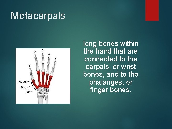 Metacarpals long bones within the hand that are connected to the carpals, or wrist