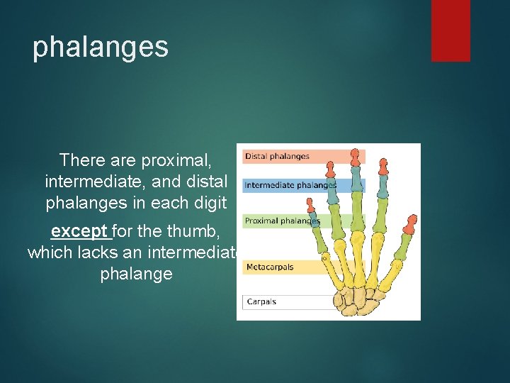 phalanges There are proximal, intermediate, and distal phalanges in each digit except for the