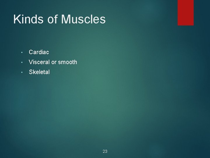 Kinds of Muscles • Cardiac • Visceral or smooth • Skeletal 23 