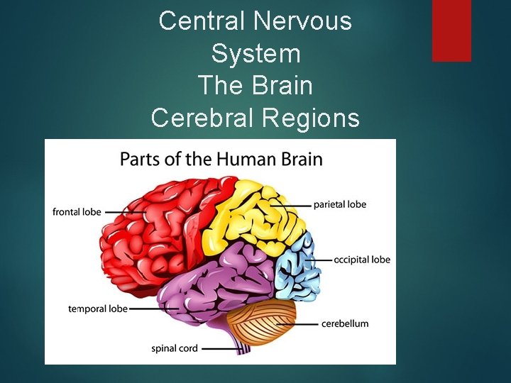 Central Nervous System The Brain Cerebral Regions 