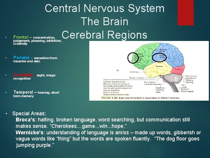 Central Nervous System The Brain Cerebral Regions • Frontal – concentration, • Parietal –