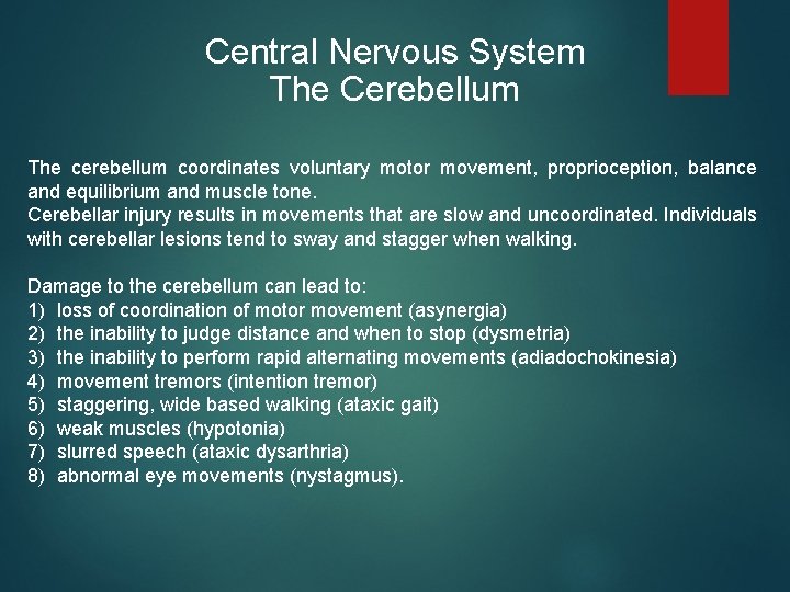 Central Nervous System The Cerebellum The cerebellum coordinates voluntary motor movement, proprioception, balance and