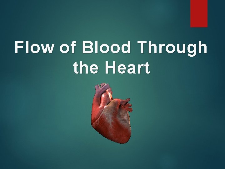 Flow of Blood Through the Heart 