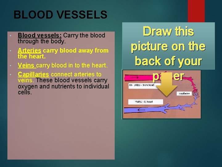 BLOOD VESSELS • • Blood vessels: Carry the blood through the body. Arteries carry