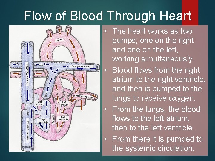 Flow of Blood Through Heart • The heart works as two pumps; one on