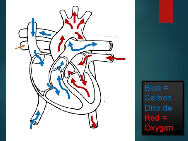 Blue = Carbon Dioxide Red = Oxygen 
