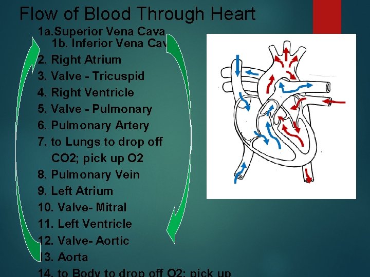 Flow of Blood Through Heart 1 a. Superior Vena Cava 1 b. Inferior Vena