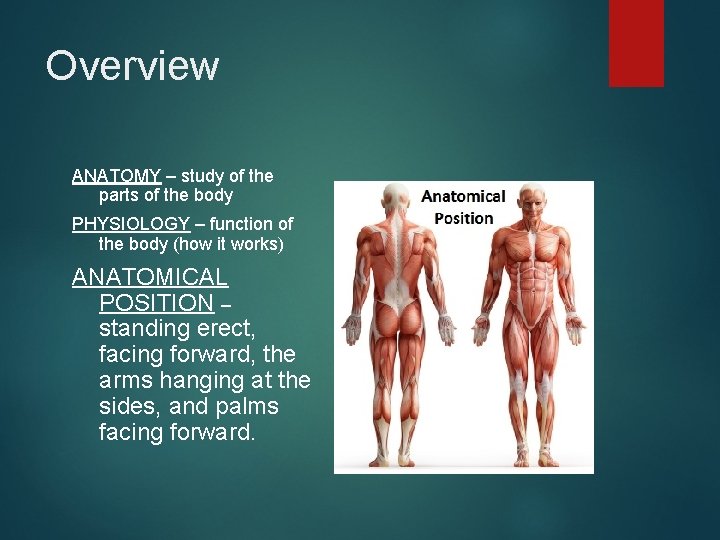 Overview ANATOMY – study of the parts of the body PHYSIOLOGY – function of