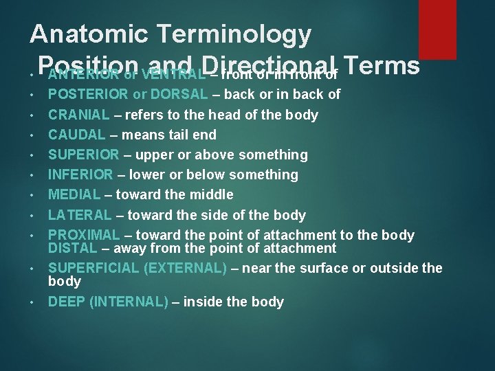 Anatomic Terminology and Directional • Position ANTERIOR or VENTRAL – front or in front