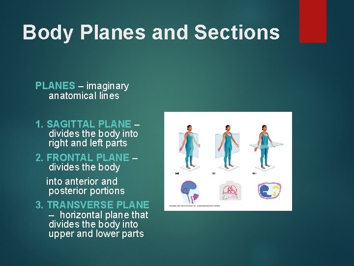 Body Planes and Sections PLANES – imaginary anatomical lines 1. SAGITTAL PLANE – divides