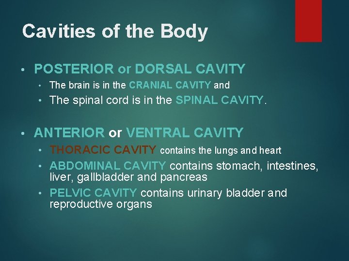 Cavities of the Body • • POSTERIOR or DORSAL CAVITY • The brain is